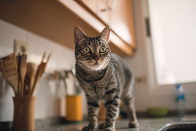 Thd holiday foods pets should avoid
