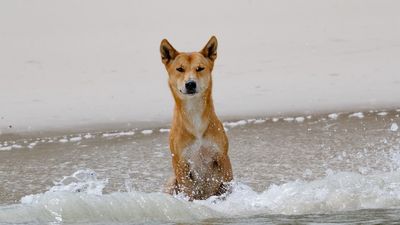 Boy bitten by dingo on K'gari (Fraser Island)