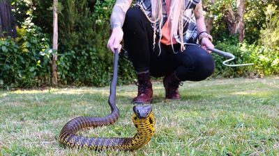 Tasmanian cricket fan so distracted by quick wickets he almost steps on tiger snake