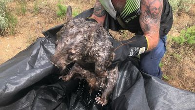 Wildlife rescue volunteers in boats saving animals stranded by rising SA floodwaters