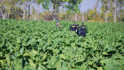 NT Supreme Court judge sentences man to jail over illegal tobacco crop near Katherine