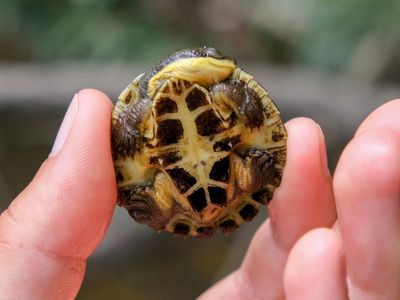 Turtle hatchlings joy after NSW disasters