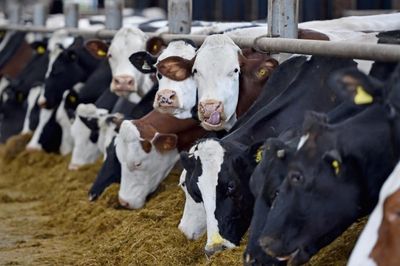 Why are Scotland’s dairy products vanishing from supermarkets?