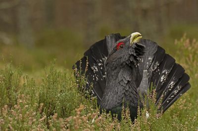 Inexpensive hidden cameras could help save Scotland's capercaillie