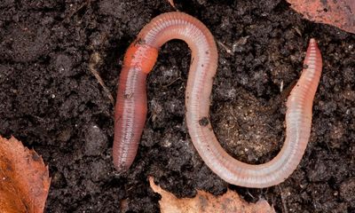 Earthworms may have declined by a third in UK, study reveals