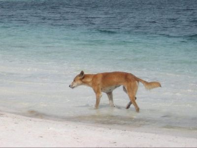 Dingo attacks 5-year-old playing on Australian beach