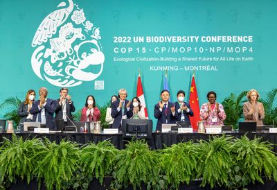 Rainforest-rich nations ensure COP15 deal on nature sticks