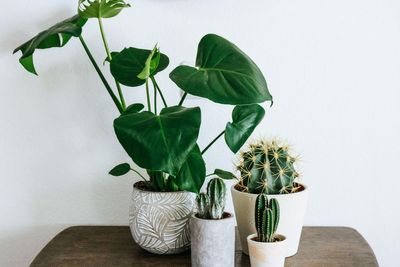 New Year, new houseplant – what will be big in 2023?