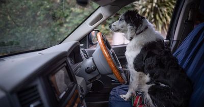 Owners of border collie who climbed behind the wheel and crashed Jeep insist she's still a 'very good dog'