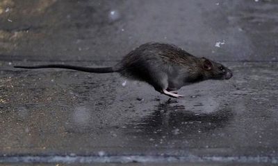 New York’s deputy mayor leads the charge against the city’s rat population
