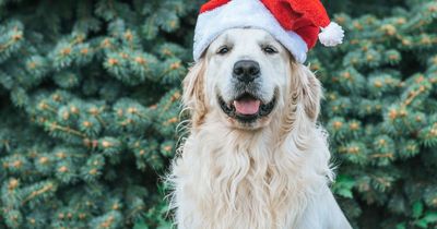 Best dog-friendly Christmas markets in the UK including London and Edinburgh