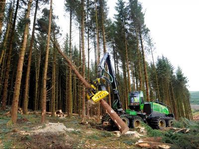 Scotland should be 'justifiably proud' of forestry sector that 'punches above weight'