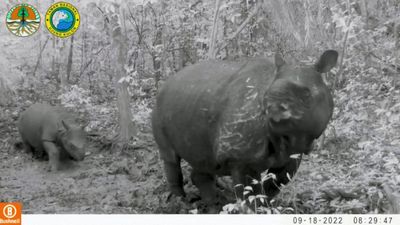 Two calves of endangered Javan rhinos spotted in Indonesia
