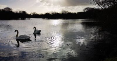 Swan found shot in the head at Welsh beauty spot