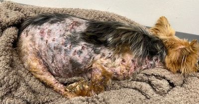 Yorkshire Terrier found in agony with rotting skin at 'filthy' Wallsend home