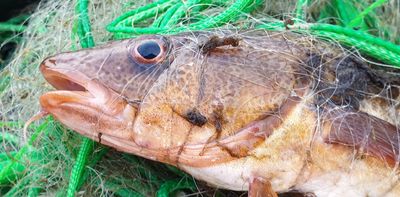 The lenses of fishes' eyes record their lifetime exposure to toxic mercury, new research finds