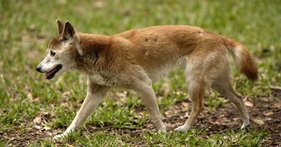 Boy, 5, attacked by dingo while playing on beach in front of his horrified dad