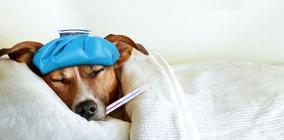 Pets can get colds too – here’s how to keep them safe