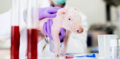 Can we ethically justify harming animals for research? There are several schools of thought