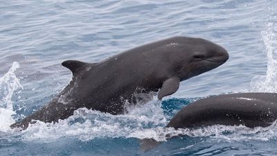 Australia's false killer whales confirmed as a distinct species, as scientists hope discovery will lead to stronger protections