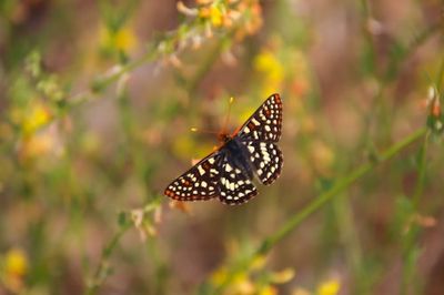 A strangely sedentary butterfly reveals why adapting to climate change isn't enough