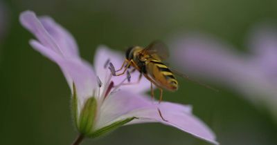 Poisoning of wild bees to begin in Newcastle, as varroa detected at Vacy