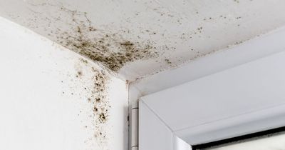 Decorator shares simple trick to get rid of damp and mould stains 'in minutes'