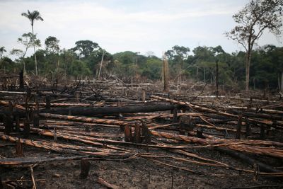 Colombia lost 86,985 hectares of forest through Sept. 30 this year -report