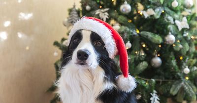 Warning to all dog owners with pets around the home at Christmas