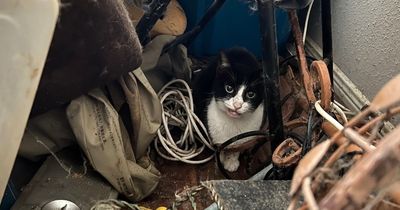 Dozens of cats rescued from hoarder's house that had an 'unbearable stench'