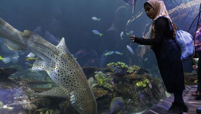 Zebra shark at the Shedd gives ‘virgin birth’