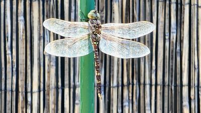 Experts say mild and wet weather conditions have allowed the dragonfly population to boom