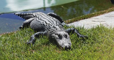 Alligators given a new enclosure as early Christmas present