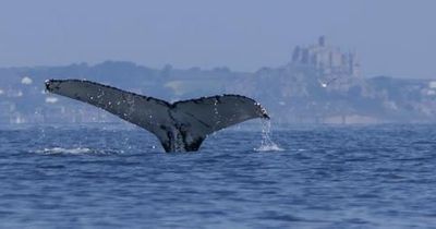 Video shows humpback whale near Game of Thrones location in Cornwall