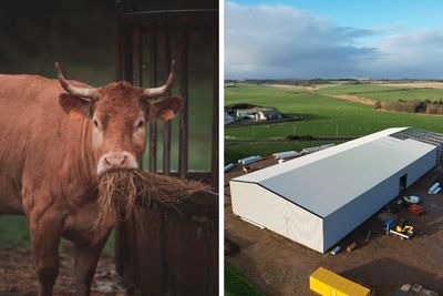 Scottish company to build factory powered by silage in 'UK first'