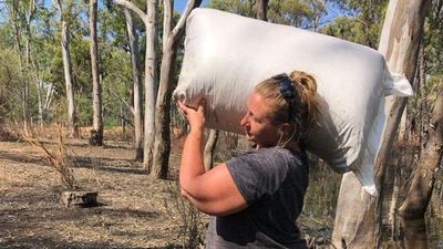 Rescuers keep stranded kangaroos alive months after Moama flood