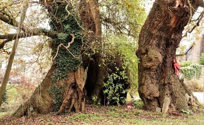 Country diary: This mighty oak is just part of the tree of life