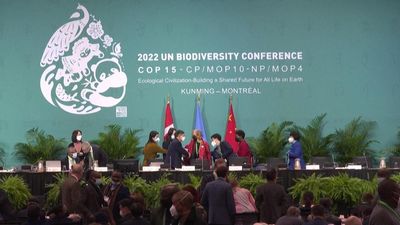 Some NGOs warn COP15 biodiversity agreement will 'devastate indigenous lives'
