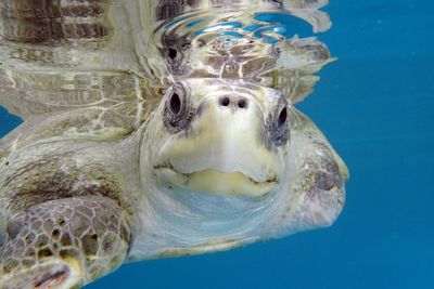 Rescued turtle who would not have survived in the wild arrives at new UK home