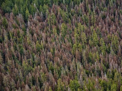 A record high number of dead trees are found as Oregon copes with an extreme drought