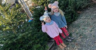 A garden centre is giving away free Christmas trees