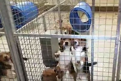 Animal Rebellion activists free 18 beagle puppies from testing facility