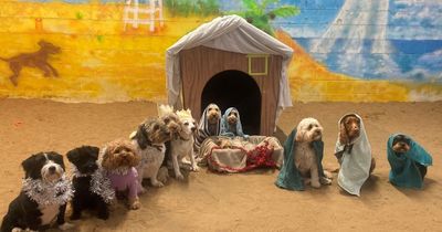 Adorable dogs recreate nativity scene wearing tinsel, crowns and tea towels