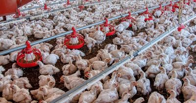 NI's chief vet warns bird flu 'doesn't take a break for Christmas'