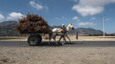 Banking services return to Ethiopia's Tigray as conflict ends