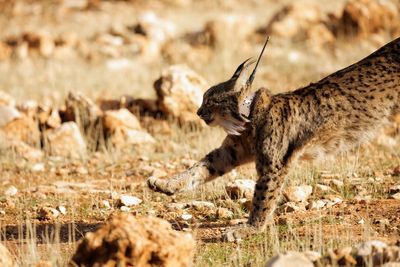 Five endangered Iberian lynx set free to populate new territory in Spain