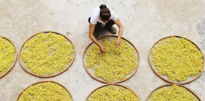 China's lucrative orchid industry is a test for the nation's commitment to conservation