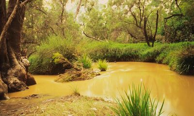 Relief as Santos dumps plan to release untreated CSG water near Queensland bum-breathing turtle habitat