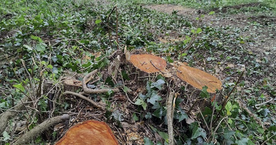 Lisburn and Castlereagh Council £150k tree budget causes concern