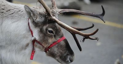 Free or cheap North East Christmas events for families to enjoy in the cost of living crisis